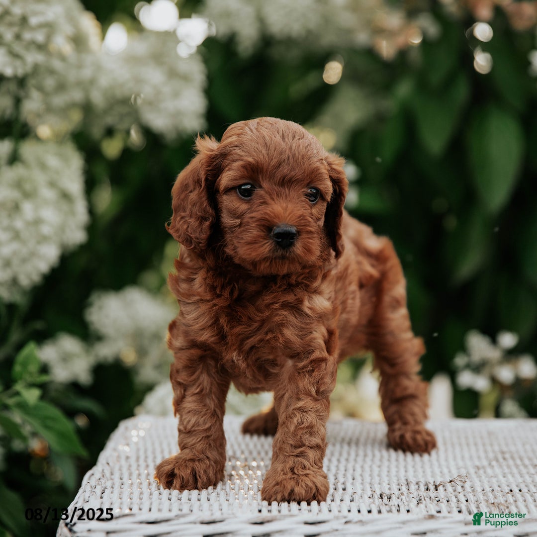 Cavapoo dogs for sale: Pepper - Image 2