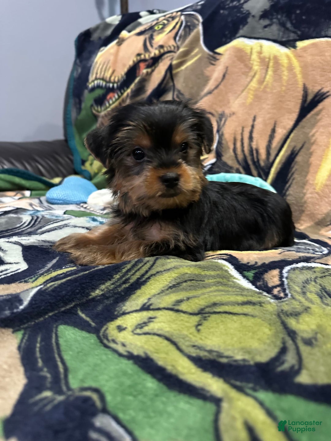 Yorkshire Terrier dogs for sale: Blue4 - Image 4