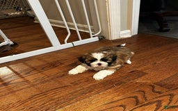 Shih Tzu dogs for sale: Jessie - Image 1