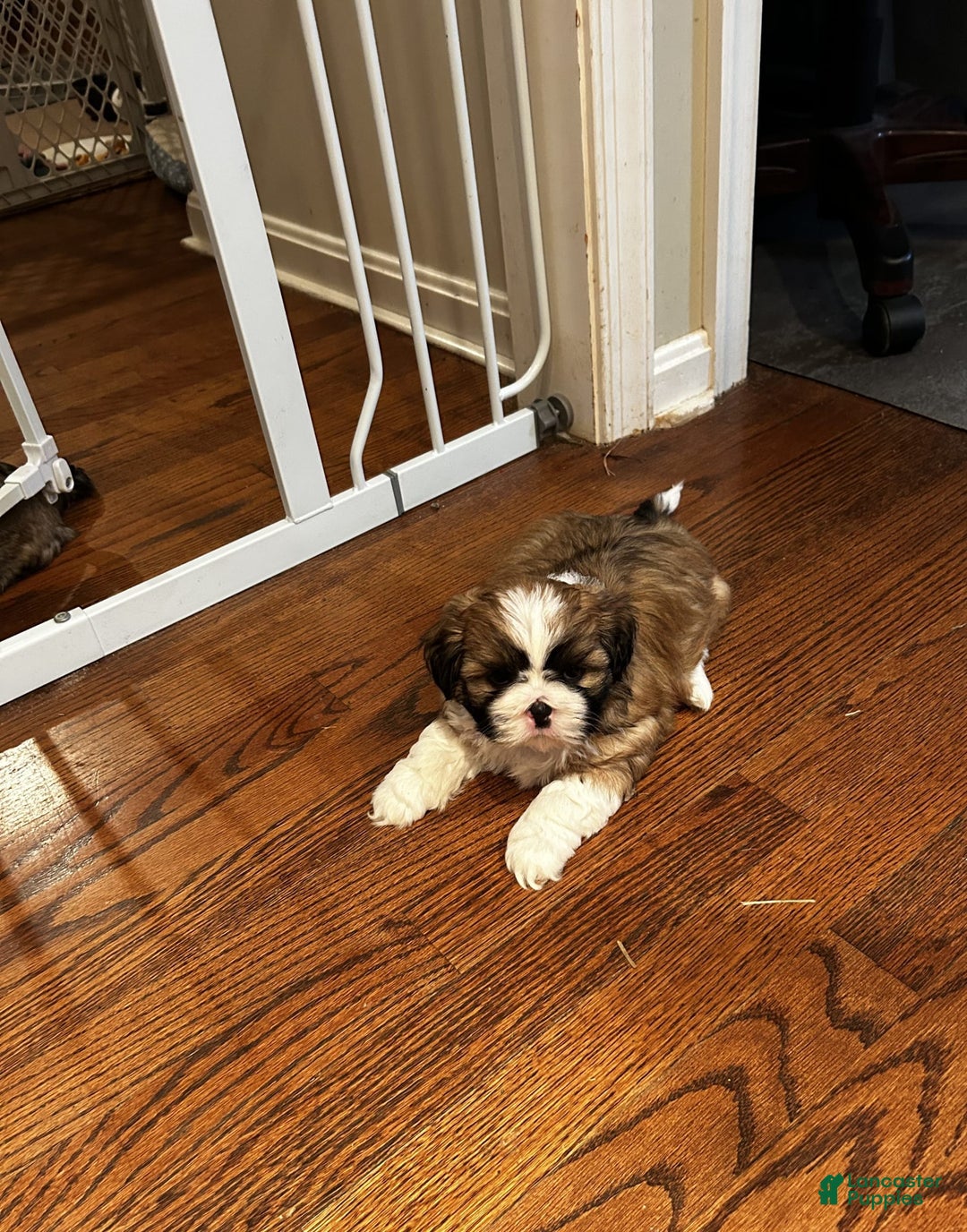 Shih Tzu dogs for sale: Jessie - Image 1