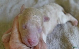 Toy Poodle dogs for sale: Zylo - Image 2