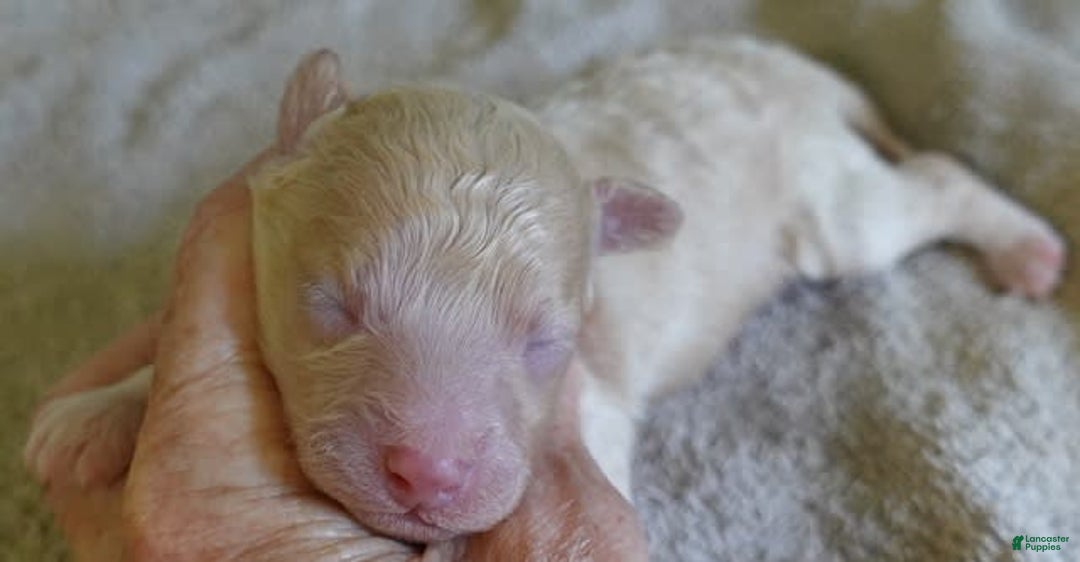 Toy Poodle dogs for sale: Zylo - Image 2