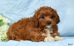 Cavapoo dogs for sale: Tara - Image 2