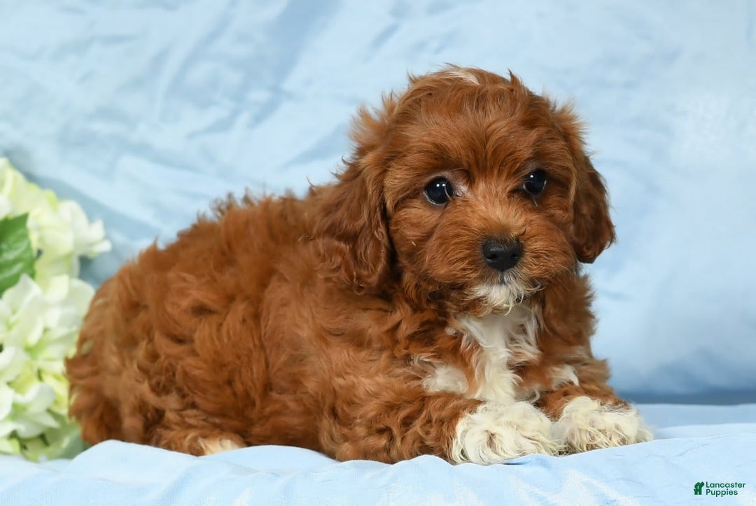 Cavapoo dogs for sale: Tara - Image 2