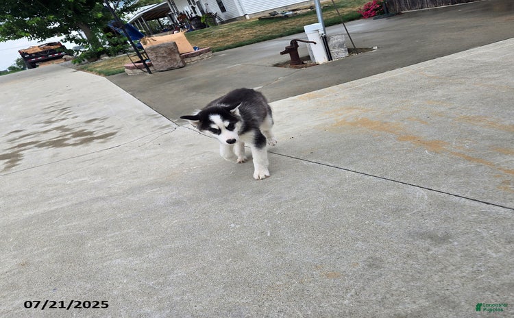 Pomsky dogs for sale - Ad 1