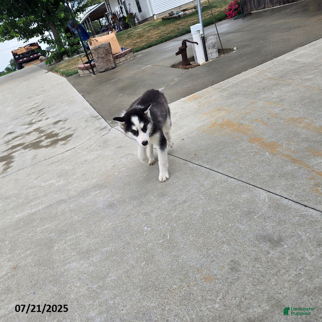 Pomsky dogs for sale: Badger - Image 2