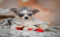 Chihuahua dogs for sale: Winston - Image 14