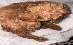 Toy Poodle dogs for sale: Silace - Image 2