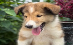 Collie dogs for sale: Albie - Image 10