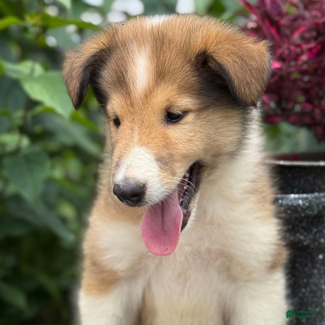 Collie dogs for sale: Albie - Image 10