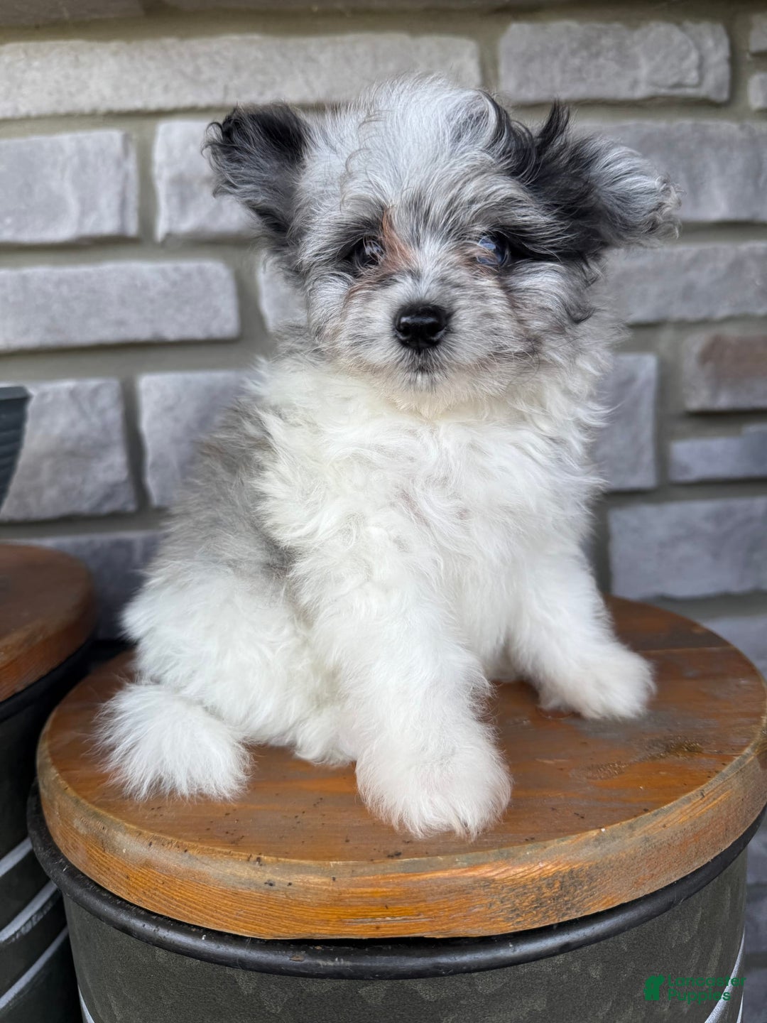 Pomapoo dogs for sale: Maverick - Image 16