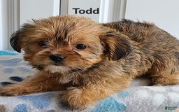 Shorkie dogs for sale: Todd - Image 2