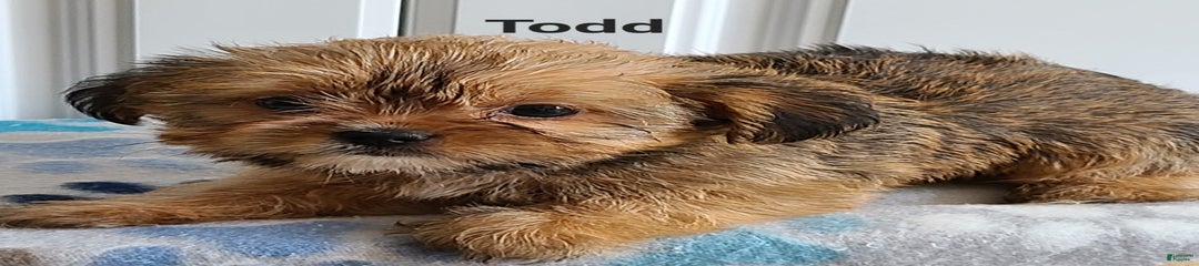 Todd
