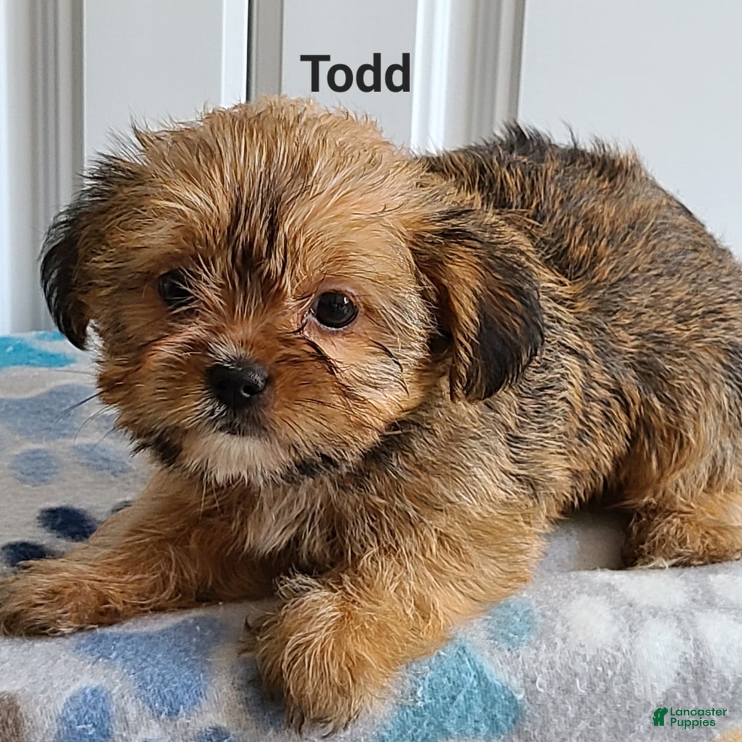 Shorkie dogs for sale: Todd - Image 2