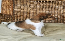 Jack Russell Terrier dogs for sale: Gilbert - Image 3
