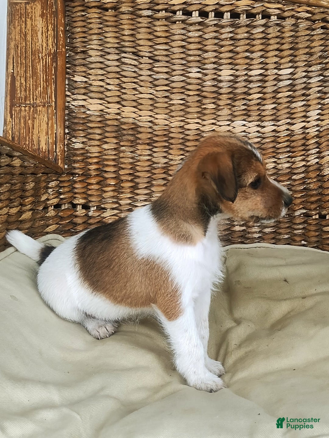Jack Russell Terrier dogs for sale: Gilbert - Image 3