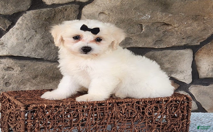 Bichpoo dogs for sale - Ad 1
