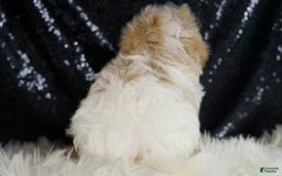 Maltipoo dogs for sale: Orly - Image 2