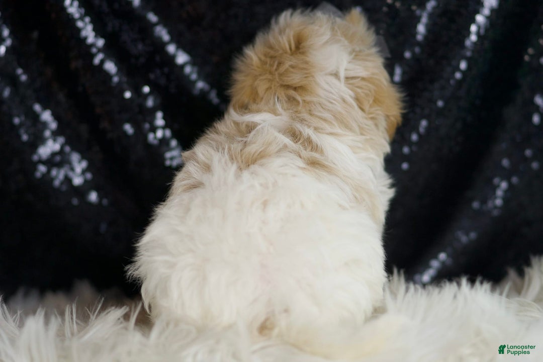 Maltipoo dogs for sale: Orly - Image 2