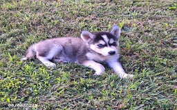 Gerberian Shepsky dogs for sale: Blaze - Image 2