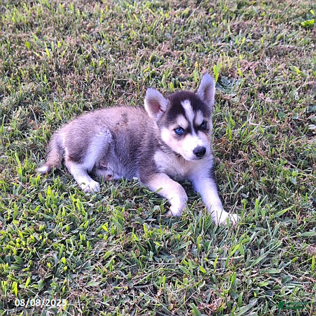 Gerberian Shepsky dogs for sale: Blaze - Image 2
