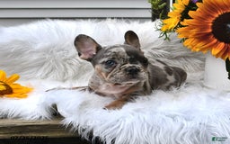 French Bulldog dogs for sale: Half And Half - Image 4