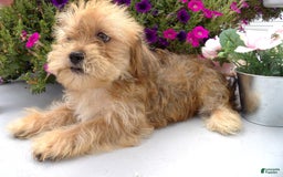 Shorkie dogs for sale: Dexter - Image 3