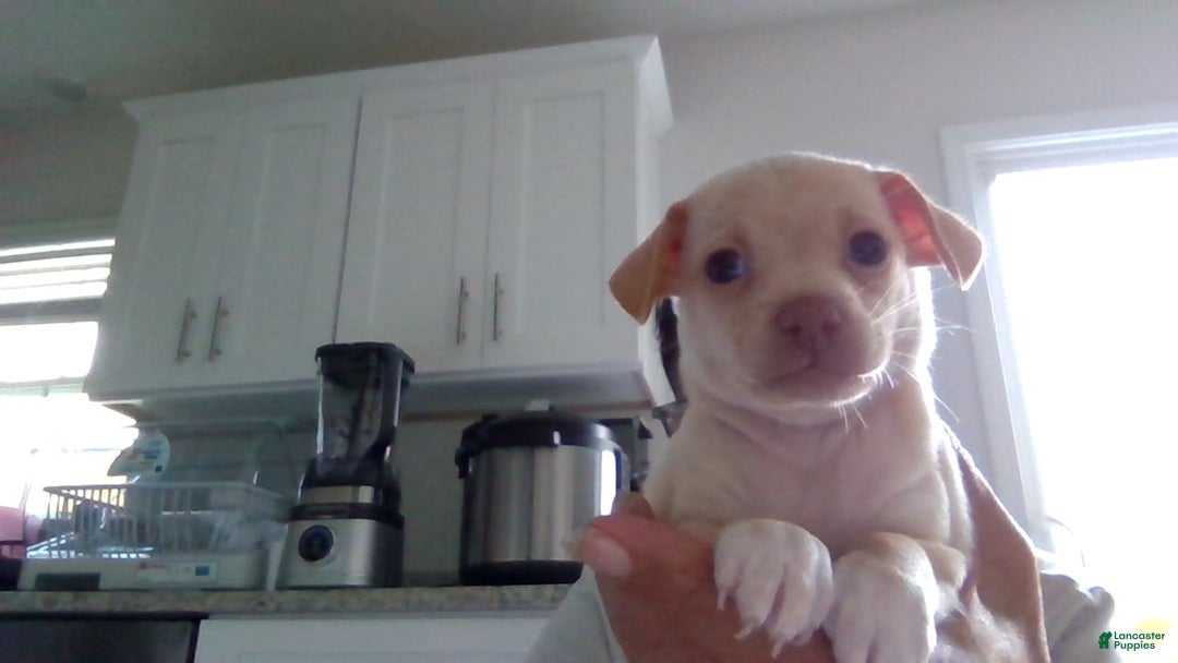 Chihuahua dogs for sale: Rambo - Image 1