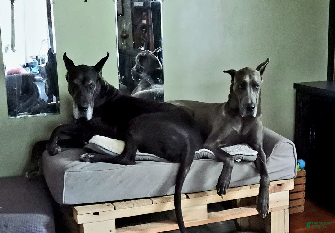 Great Dane dogs for sale: Sky - Image 10