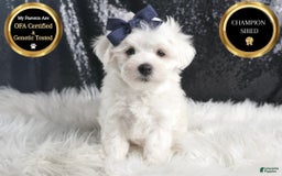 Maltese dogs for sale: Eaton - Image 1