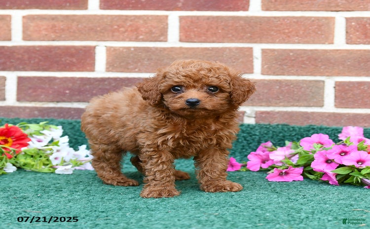 Miniature Poodle dogs for sale - Ad 3