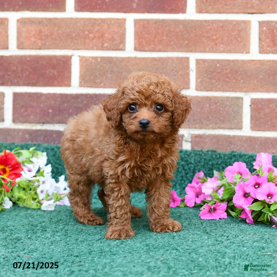 Miniature Poodle dogs for sale: Lincoln - Image 1
