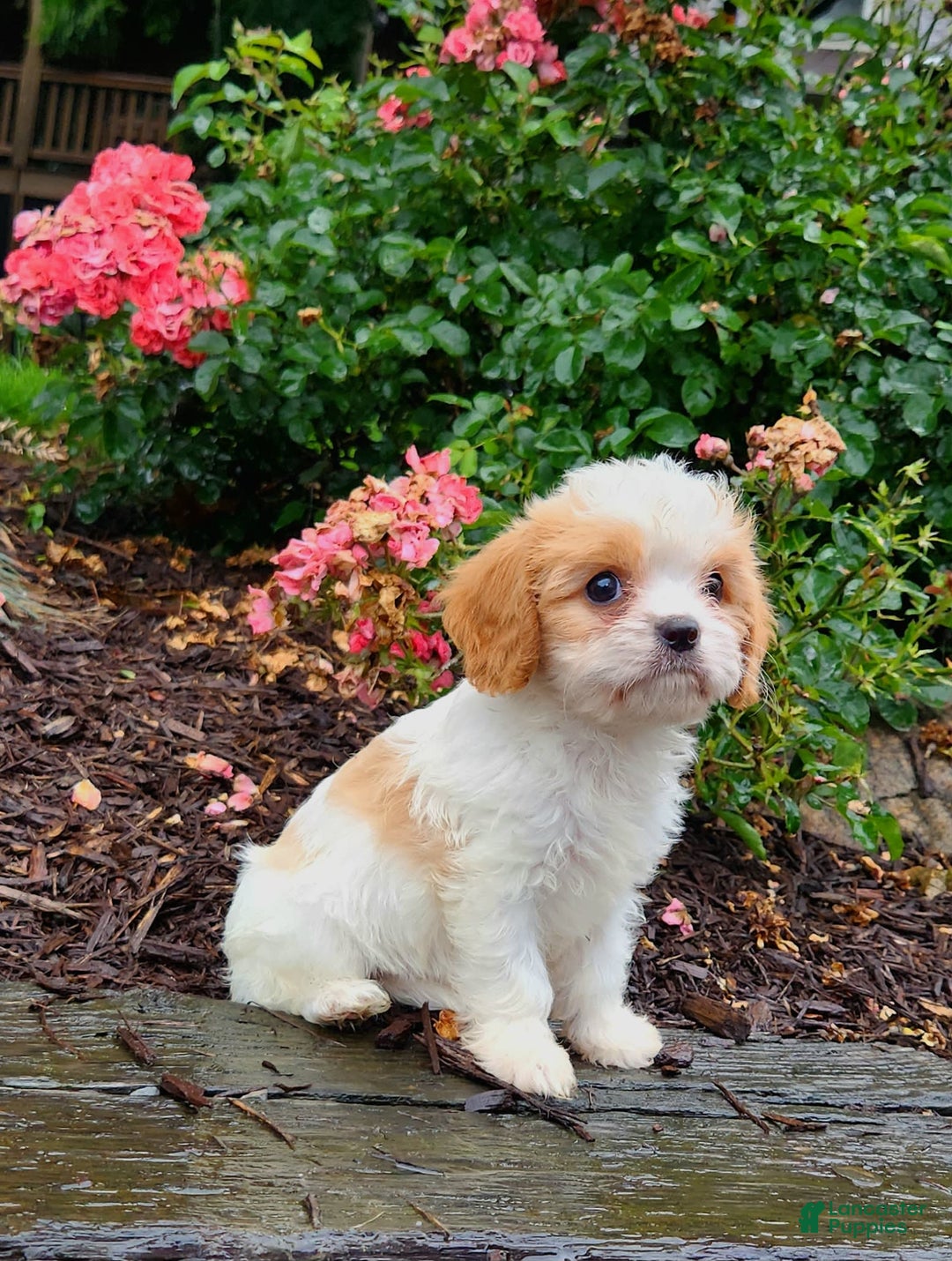 Cavapoo dogs for sale: Riley - Image 1