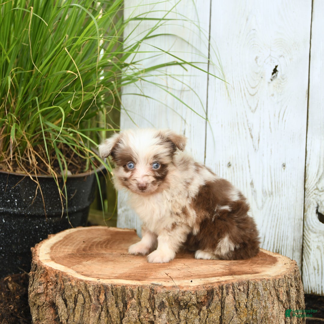 Miniature Australian Shepherd dogs for sale: Chief - Image 7
