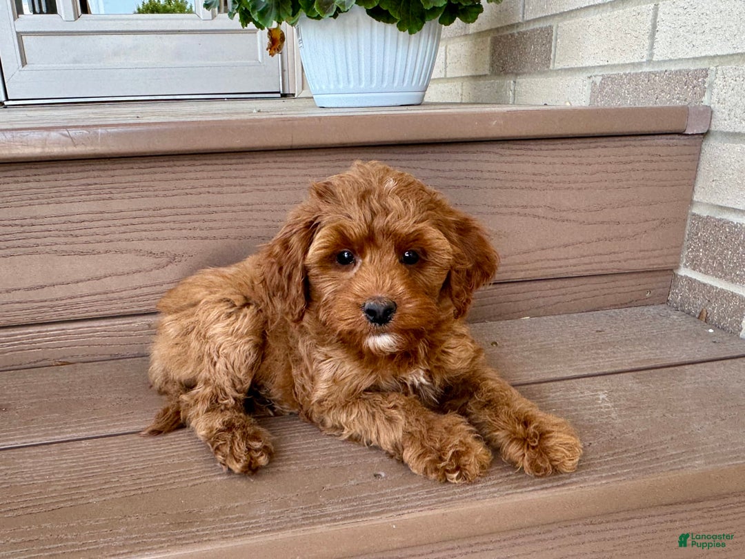 Cockapoo dogs for stud: Samantha - Image 3