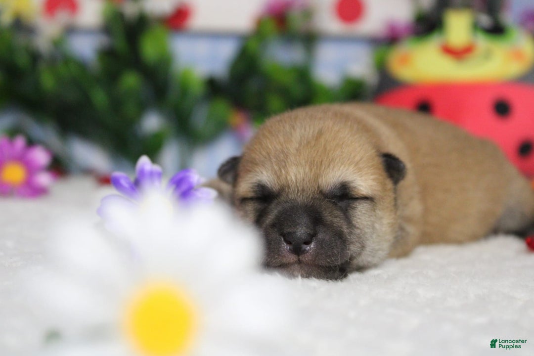 Shiba Inu dogs for sale: Larry - Image 46