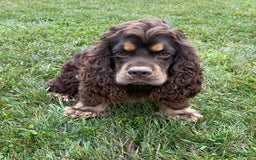 Cocker Spaniel dogs for sale: Star - Image 8