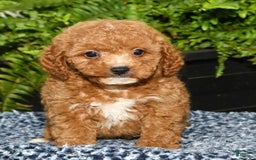 Cavapoo dogs for sale: Travis - Image 8