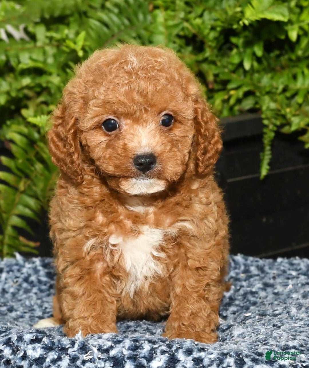 Cavapoo dogs for sale: Travis - Image 8