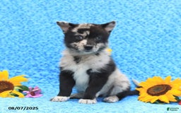 Pomsky dogs for sale: Mochi - Image 1