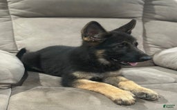 German Shepherd dogs for sale: N/a - Image 1