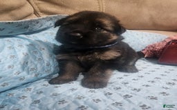 German Shepherd dogs for sale: Brian - Image 2