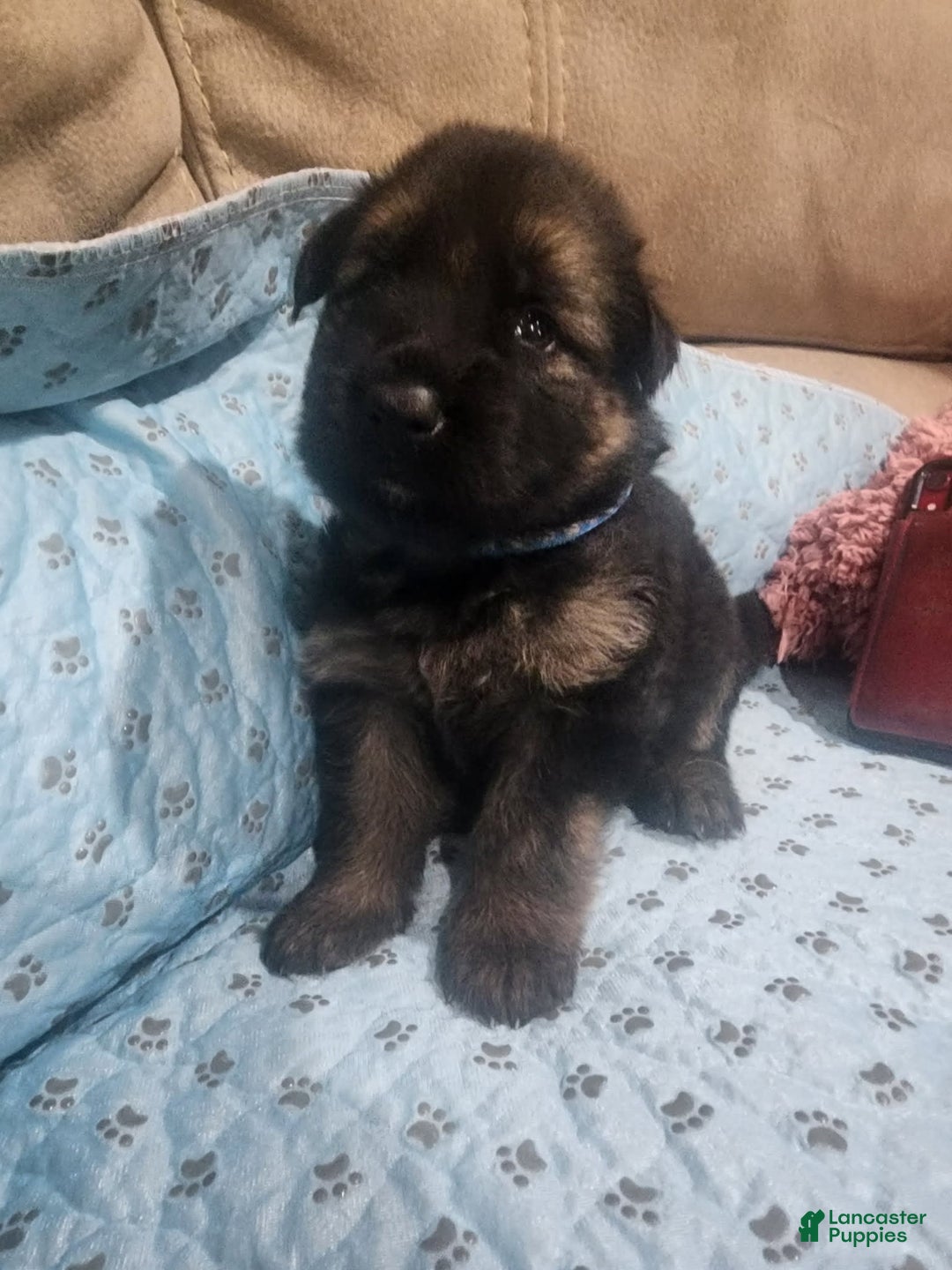 German Shepherd dogs for sale: Brian - Image 2