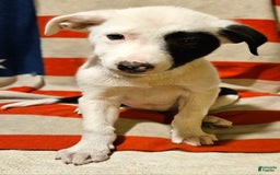 Border Collie dogs for sale: Bambi - Image 19