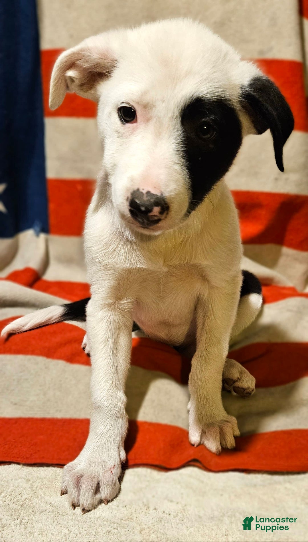 Border Collie dogs for sale: Bambi - Image 19