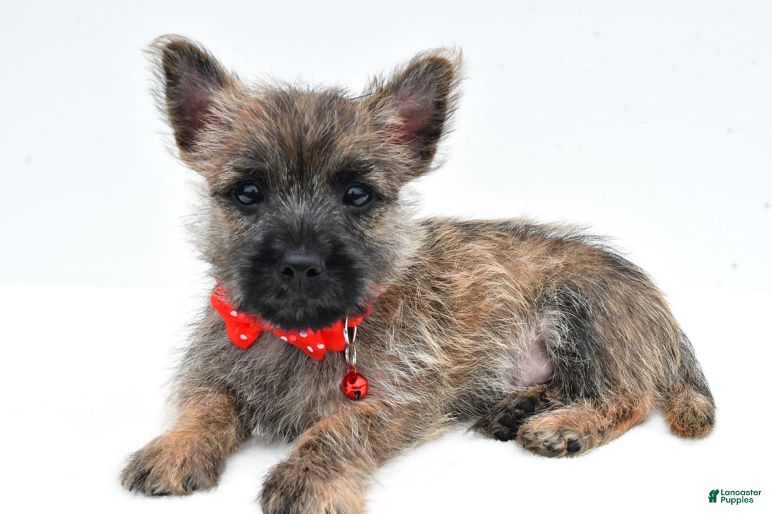 Cairn Terrier dogs for sale: Cuddles - Image 6