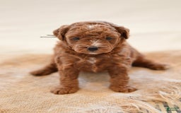 Goldendoodle dogs for sale: Yosemite - Image 4