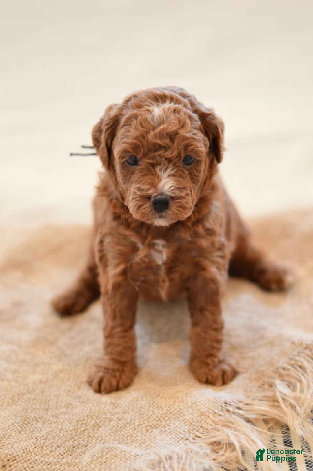 Goldendoodle dogs for sale: Yosemite - Image 4