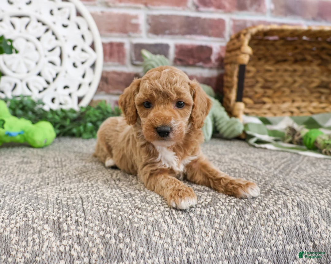Miniature Poodle dogs for sale: Rover - Image 1