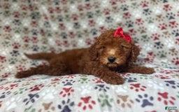 Mini Goldendoodle dogs for sale: Rain - Image 5